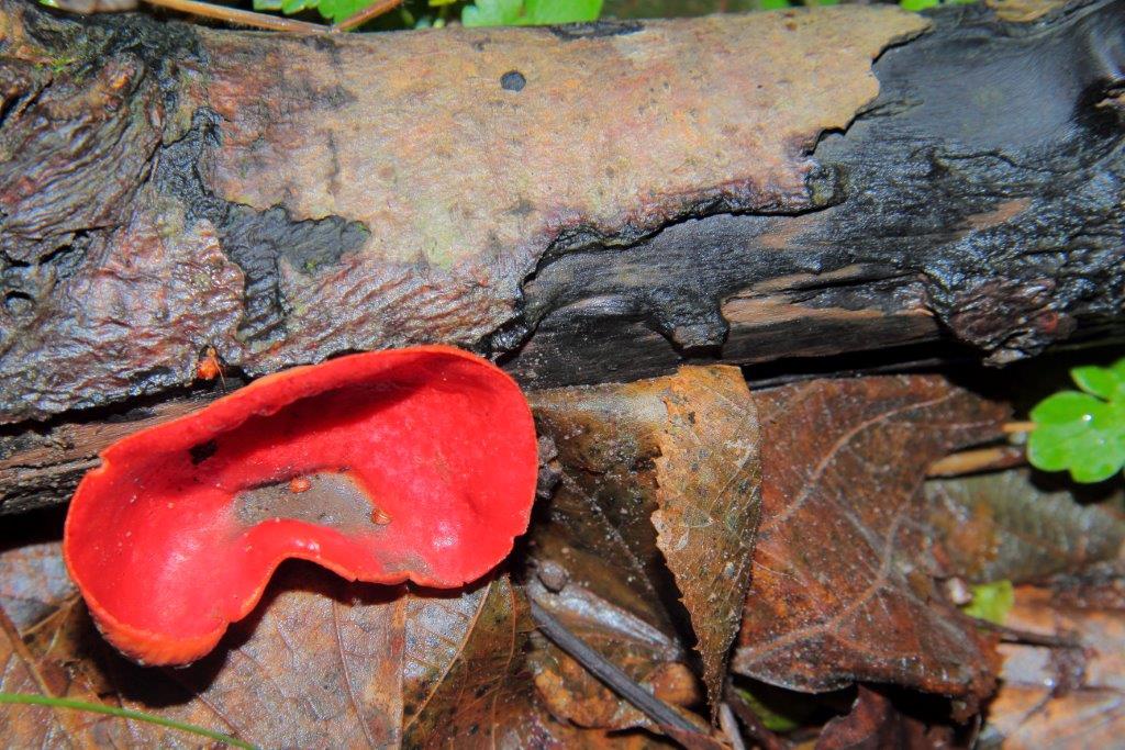Alla ricerca della Salamadra perduta
